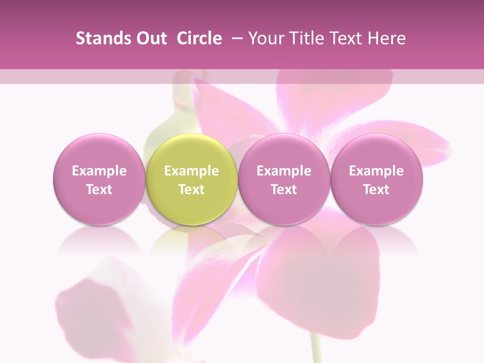 Royal Pink Orchid Isolated On White Background PowerPoint Template