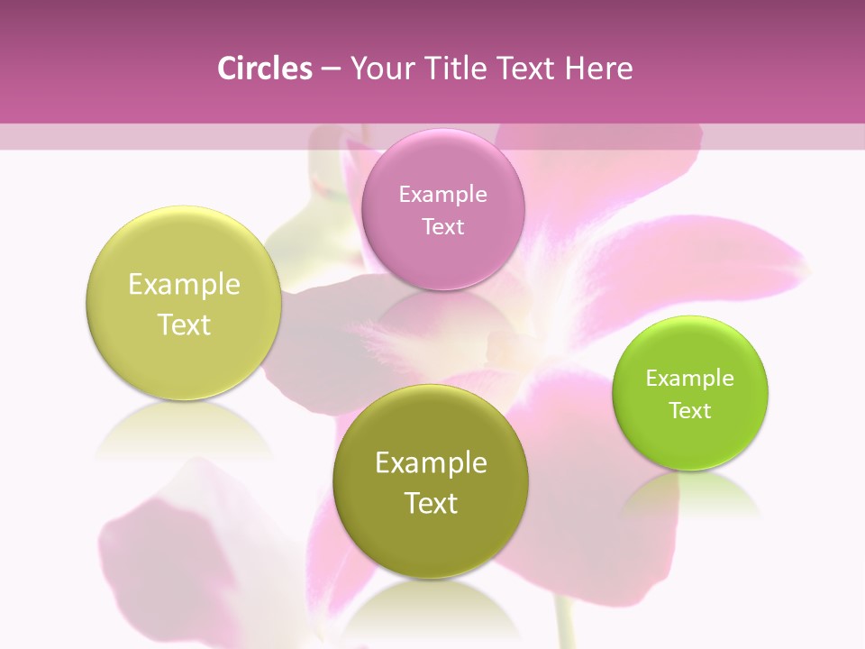 Royal Pink Orchid Isolated On White Background PowerPoint Template