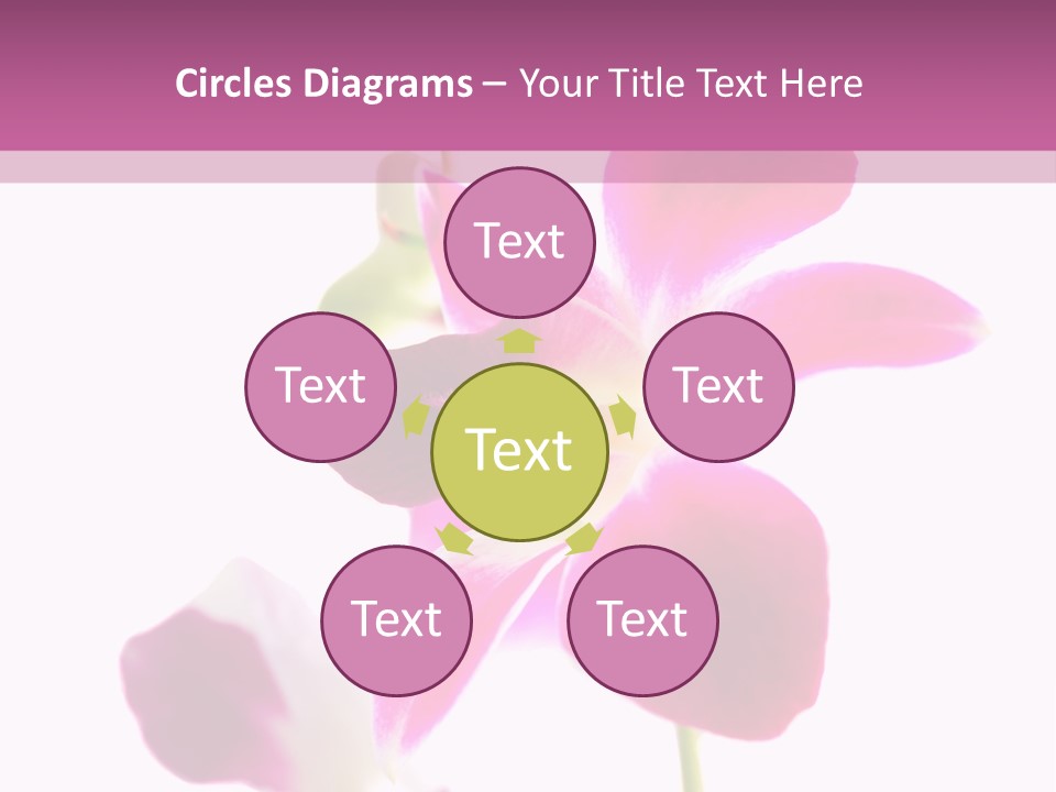 Royal Pink Orchid Isolated On White Background PowerPoint Template