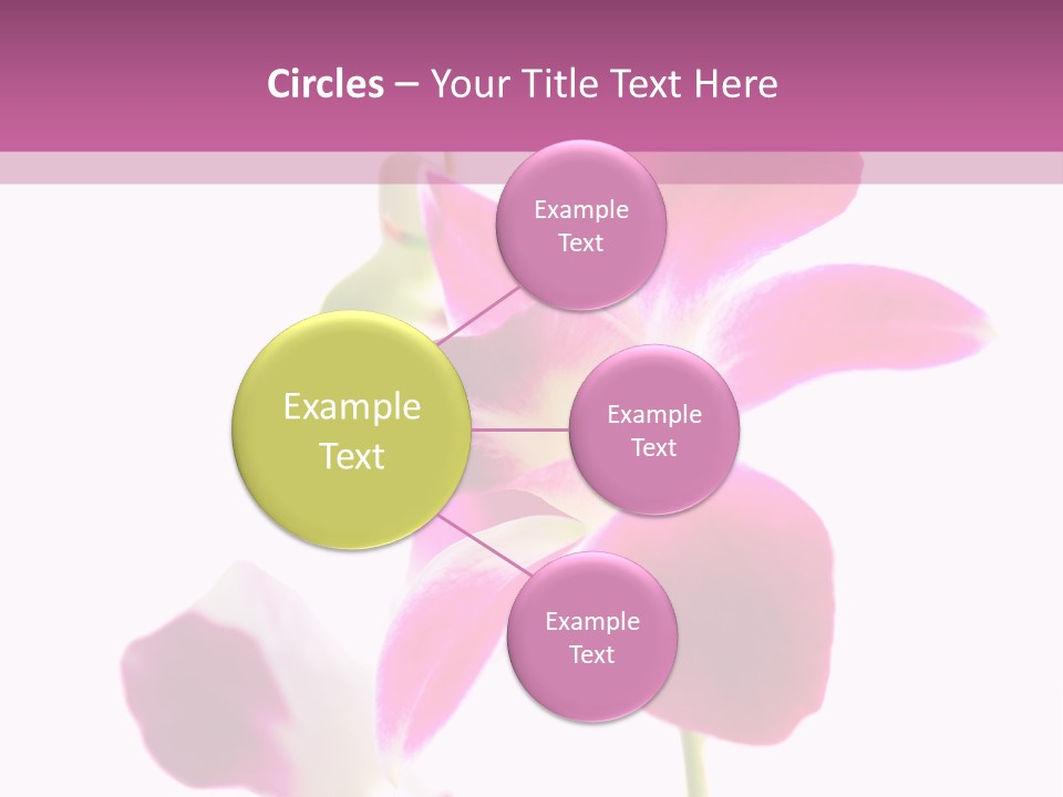 Royal Pink Orchid Isolated On White Background PowerPoint Template