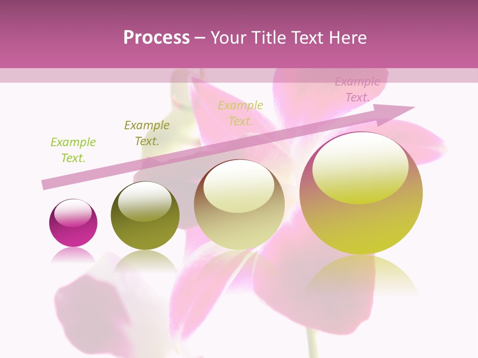 Royal Pink Orchid Isolated On White Background PowerPoint Template