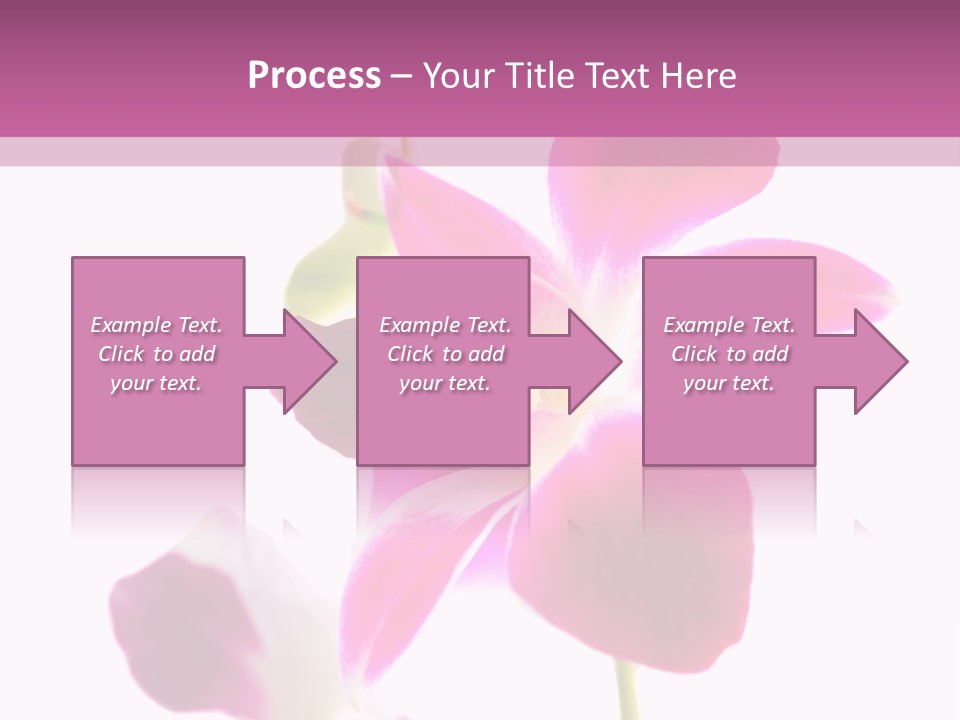 Royal Pink Orchid Isolated On White Background PowerPoint Template