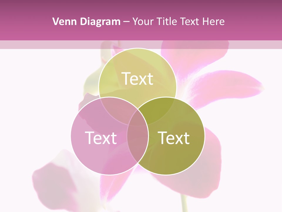 Royal Pink Orchid Isolated On White Background PowerPoint Template