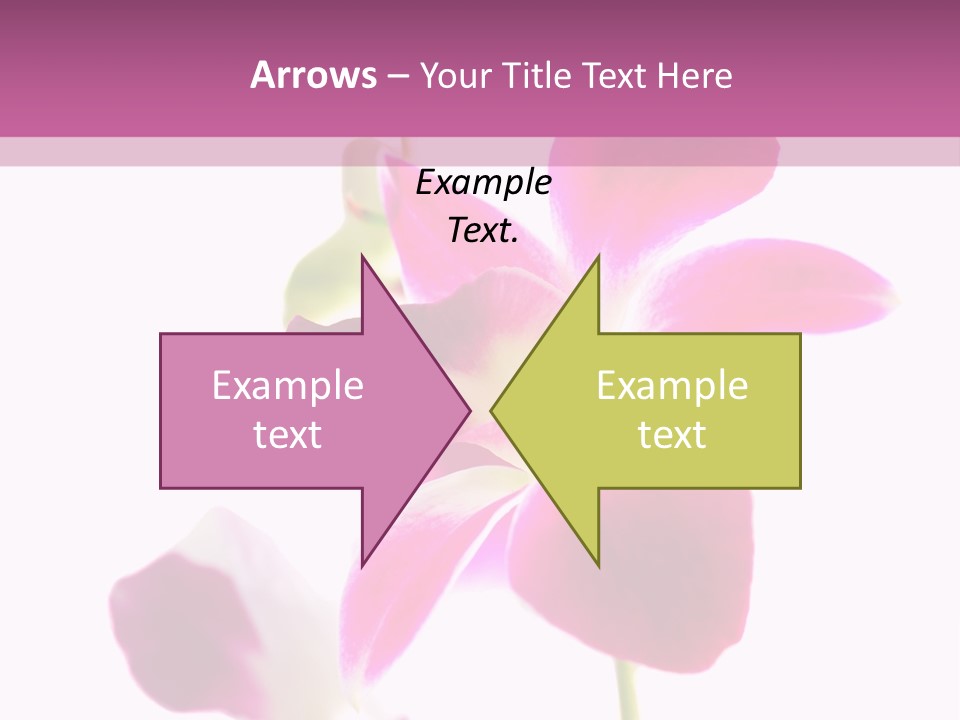 Royal Pink Orchid Isolated On White Background PowerPoint Template