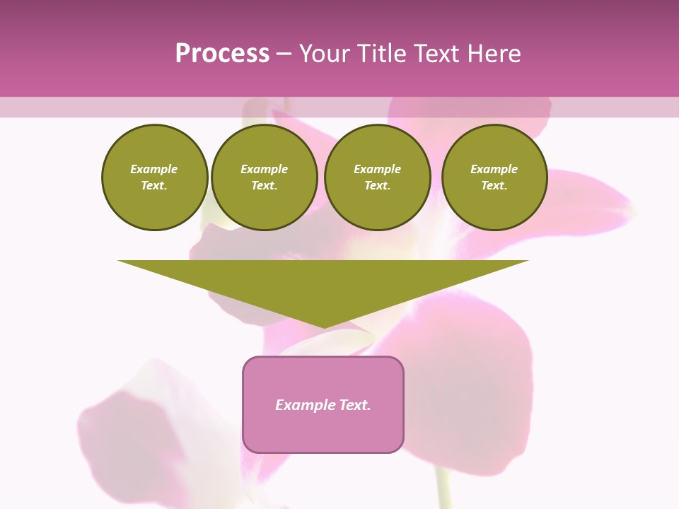 Royal Pink Orchid Isolated On White Background PowerPoint Template