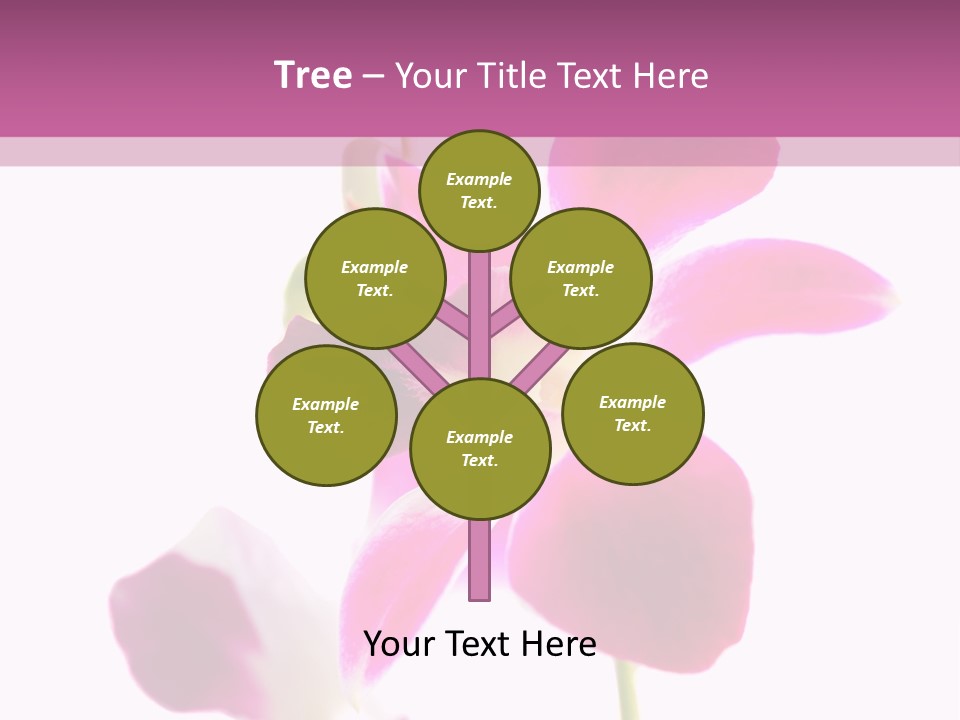 Royal Pink Orchid Isolated On White Background PowerPoint Template