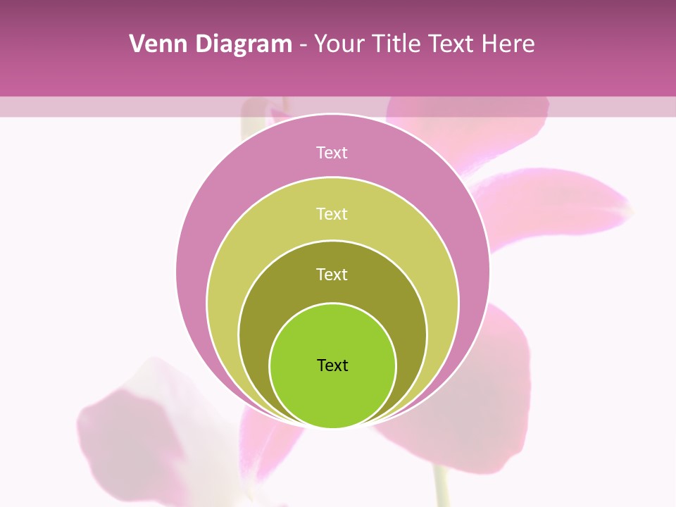 Royal Pink Orchid Isolated On White Background PowerPoint Template