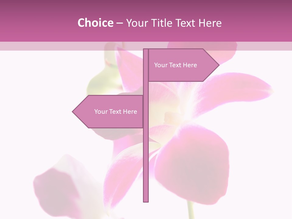 Royal Pink Orchid Isolated On White Background PowerPoint Template