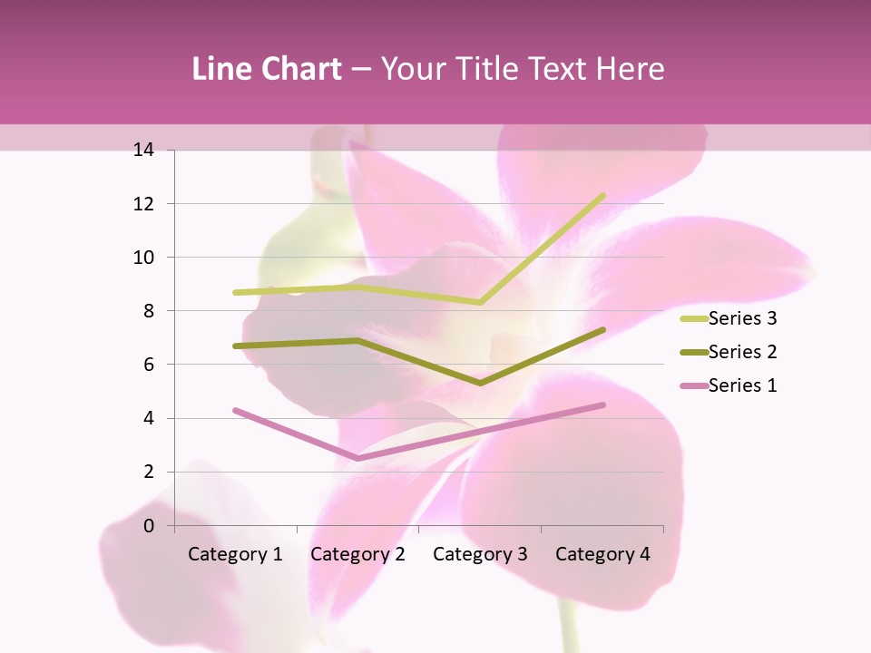 Royal Pink Orchid Isolated On White Background PowerPoint Template