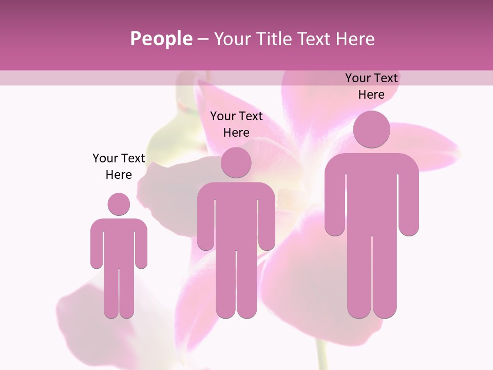 Royal Pink Orchid Isolated On White Background PowerPoint Template