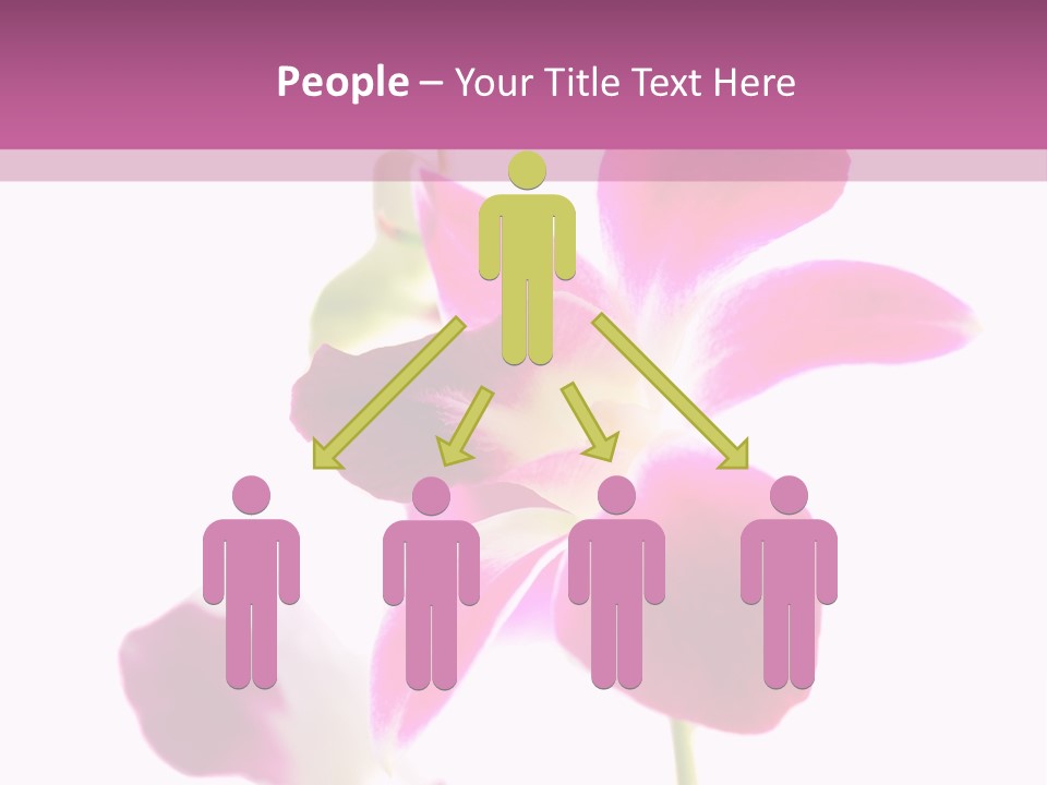 Royal Pink Orchid Isolated On White Background PowerPoint Template