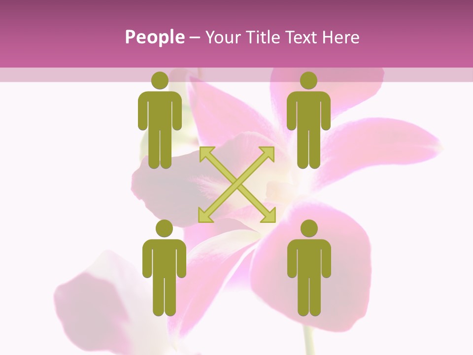 Royal Pink Orchid Isolated On White Background PowerPoint Template