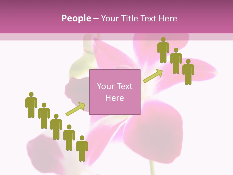 Royal Pink Orchid Isolated On White Background PowerPoint Template