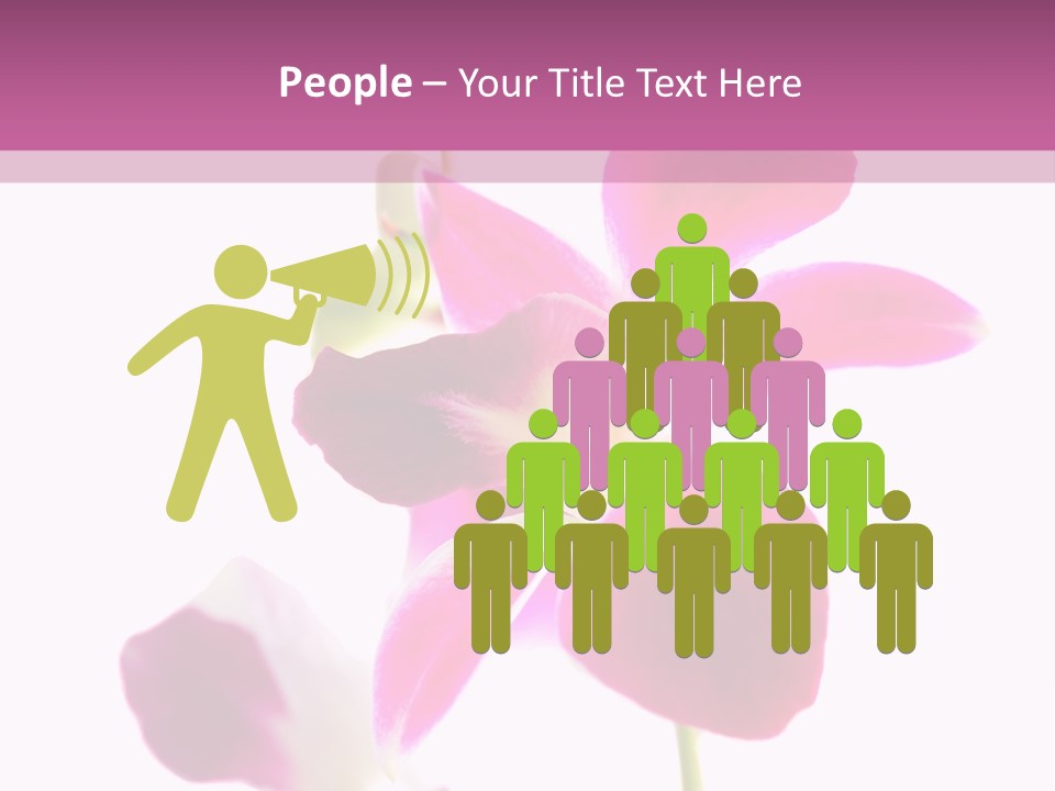 Royal Pink Orchid Isolated On White Background PowerPoint Template