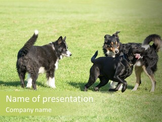 Three Black Dogs Having Fun On Grass PowerPoint Template