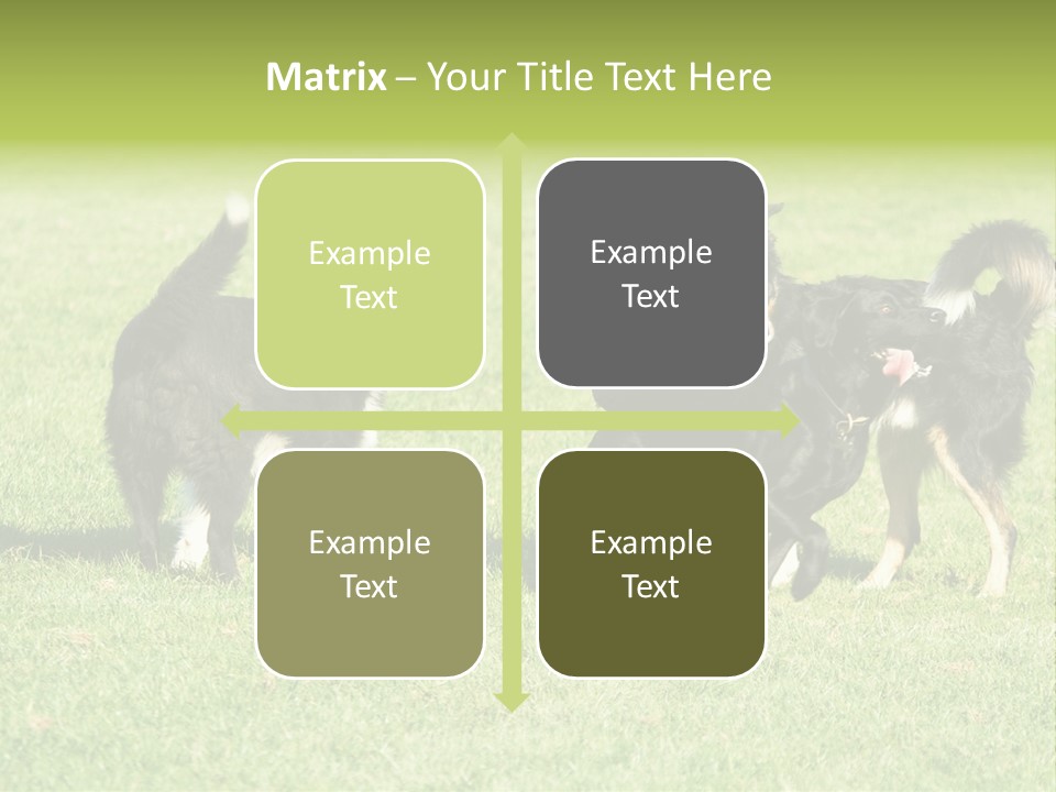 Three Black Dogs Having Fun On Grass PowerPoint Template