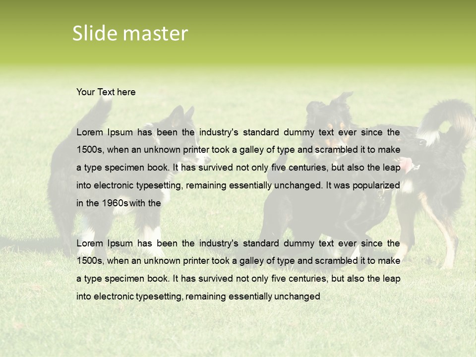 Three Black Dogs Having Fun On Grass PowerPoint Template