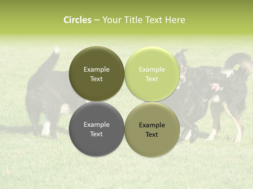 Three Black Dogs Having Fun On Grass PowerPoint Template
