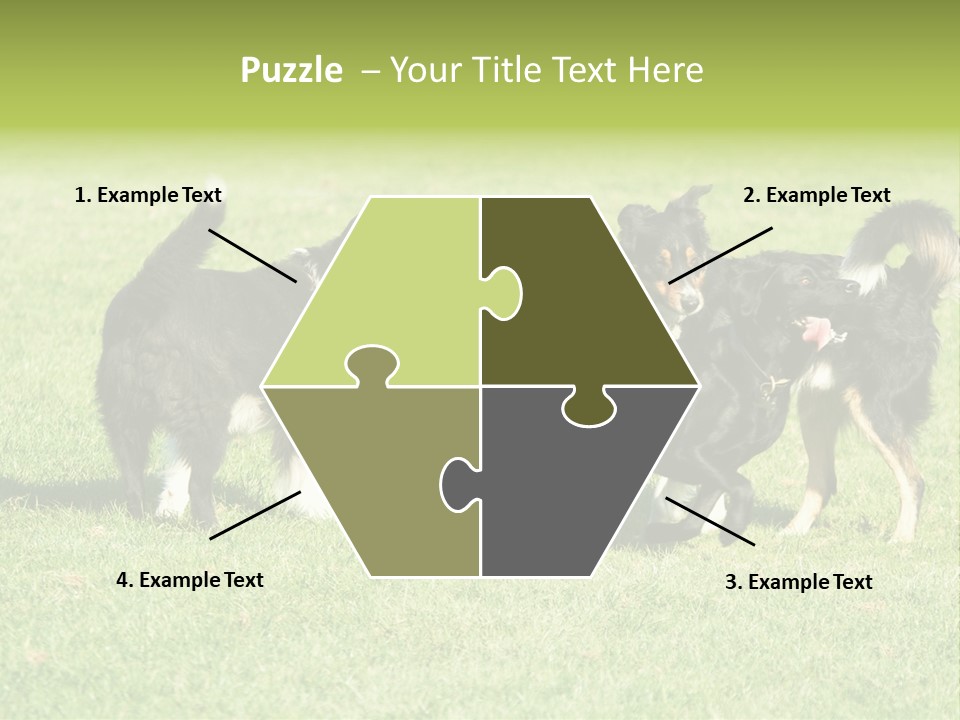 Three Black Dogs Having Fun On Grass PowerPoint Template