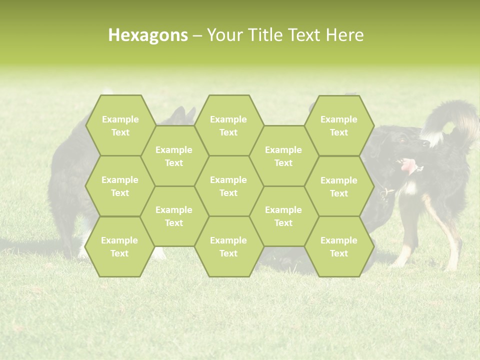 Three Black Dogs Having Fun On Grass PowerPoint Template