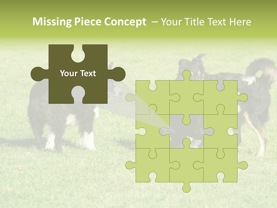 Three Black Dogs Having Fun On Grass PowerPoint Template