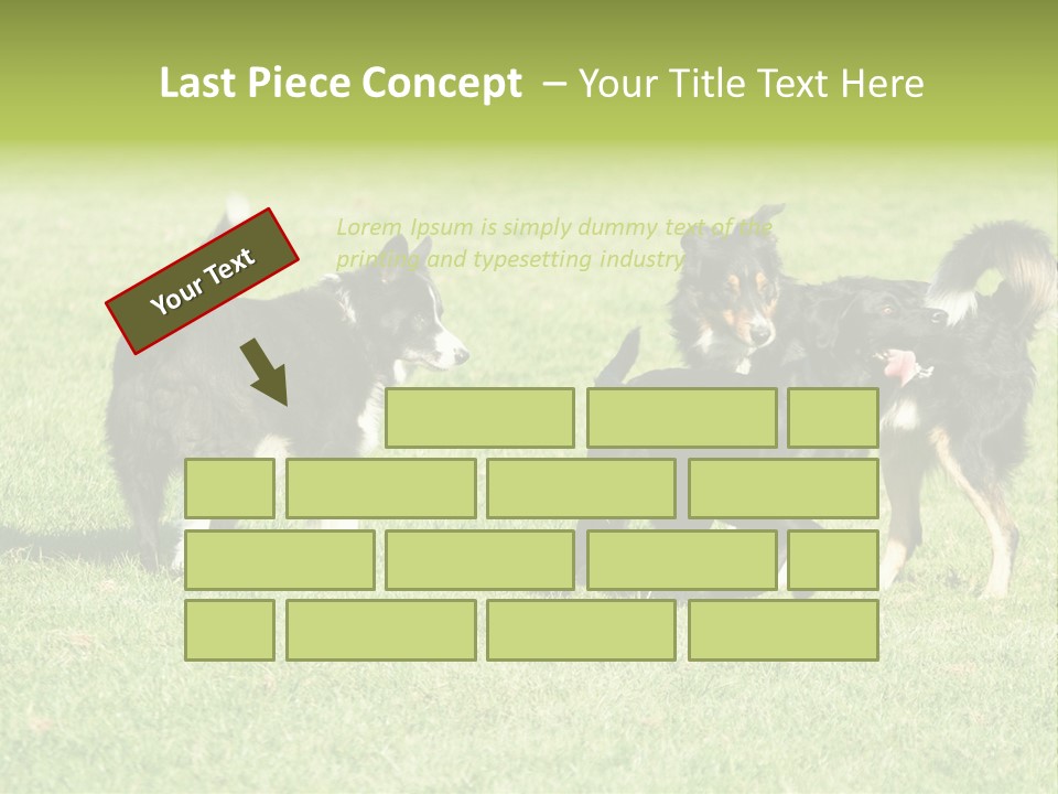 Three Black Dogs Having Fun On Grass PowerPoint Template