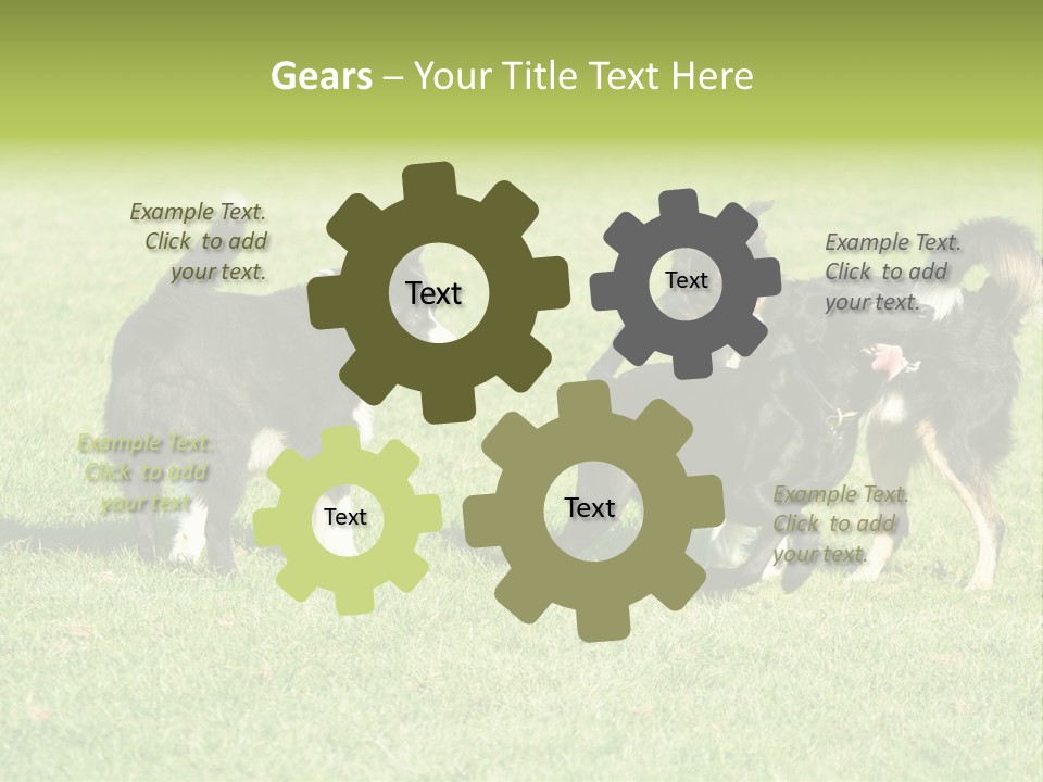Three Black Dogs Having Fun On Grass PowerPoint Template
