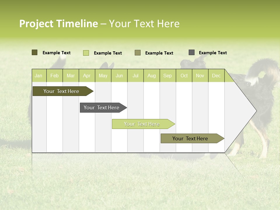 Three Black Dogs Having Fun On Grass PowerPoint Template