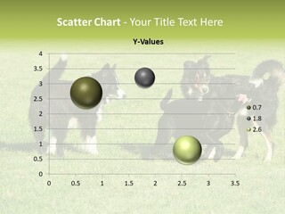 Three Black Dogs Having Fun On Grass PowerPoint Template