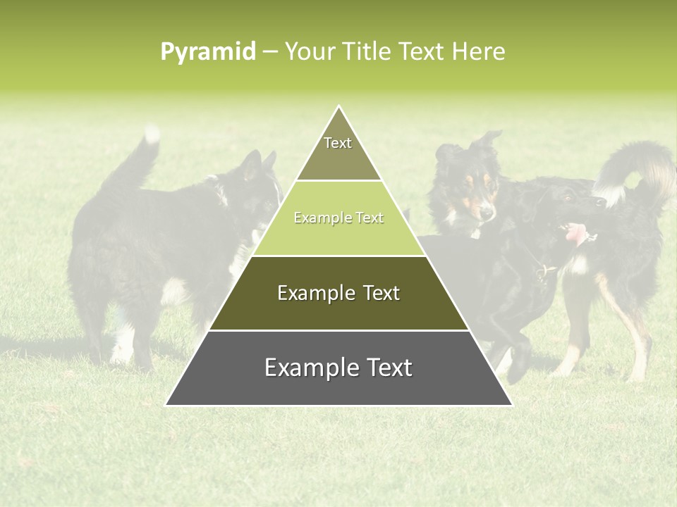Three Black Dogs Having Fun On Grass PowerPoint Template