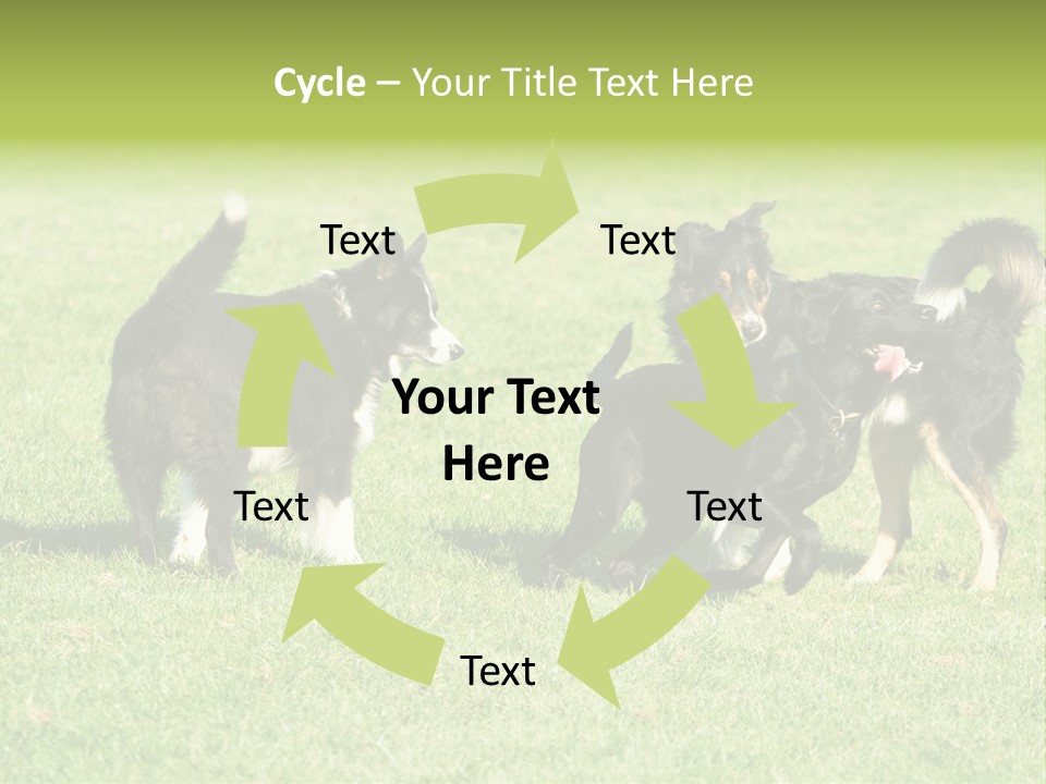 Three Black Dogs Having Fun On Grass PowerPoint Template