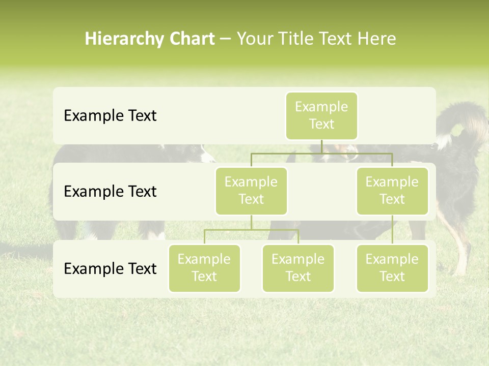Three Black Dogs Having Fun On Grass PowerPoint Template