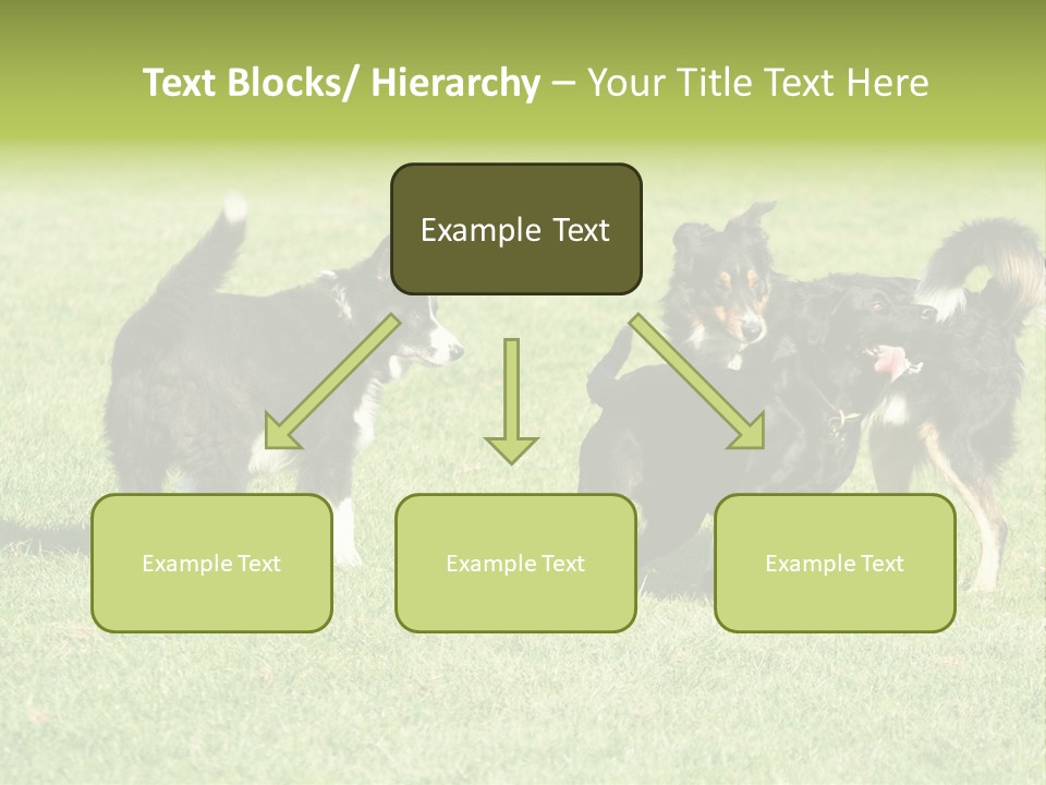 Three Black Dogs Having Fun On Grass PowerPoint Template