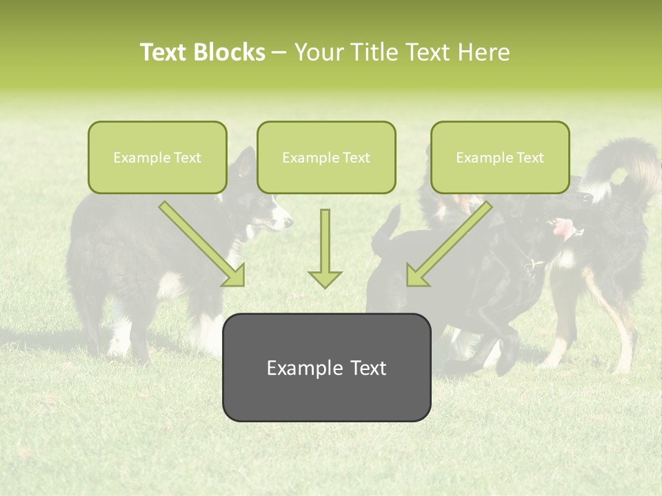 Three Black Dogs Having Fun On Grass PowerPoint Template