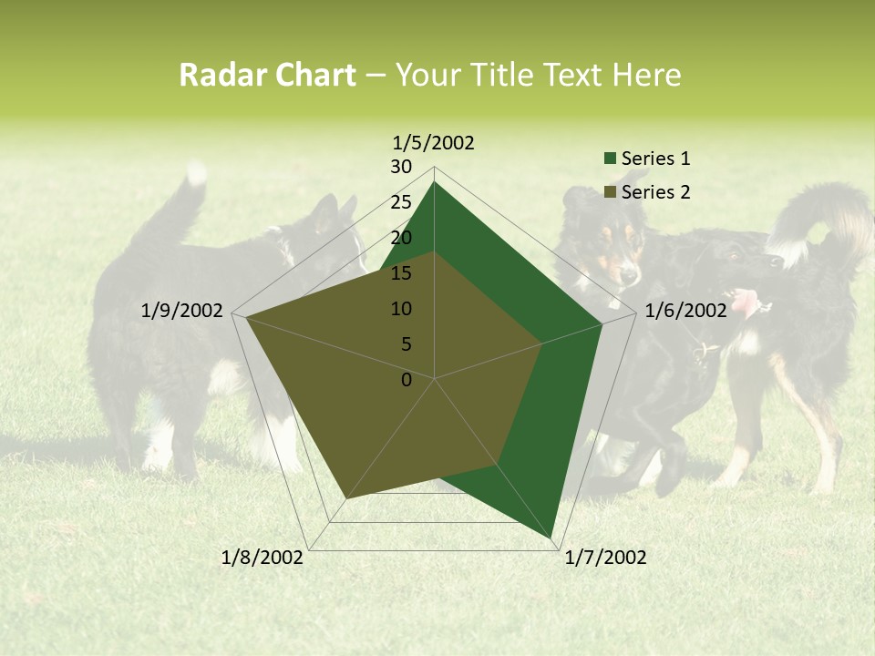 Three Black Dogs Having Fun On Grass PowerPoint Template