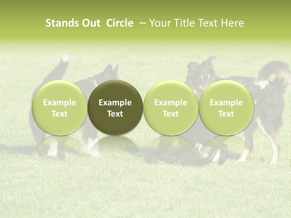 Three Black Dogs Having Fun On Grass PowerPoint Template