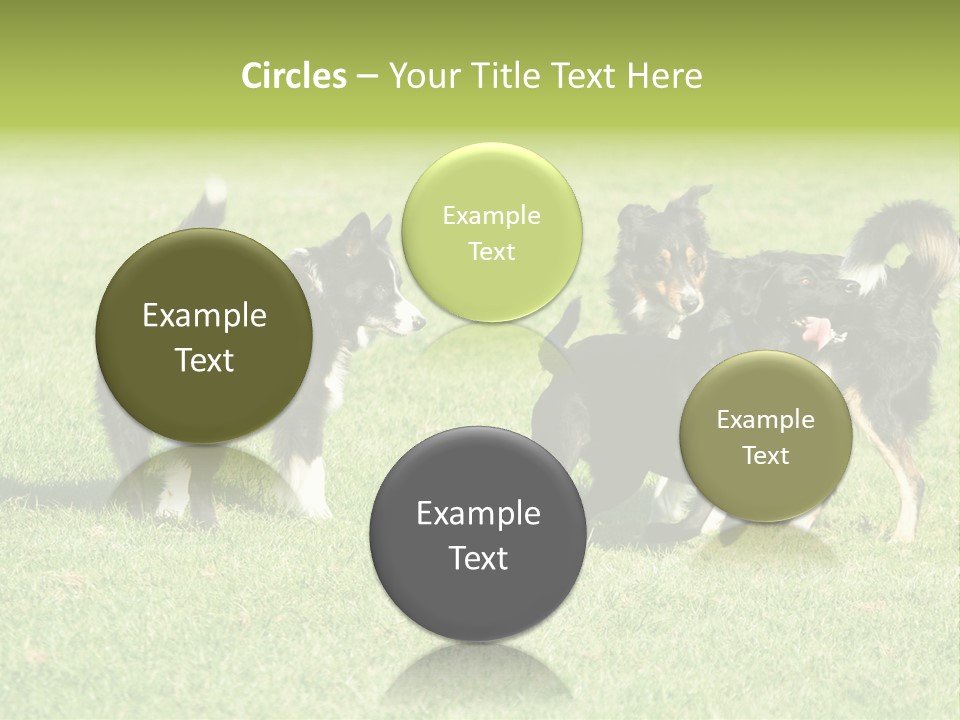 Three Black Dogs Having Fun On Grass PowerPoint Template