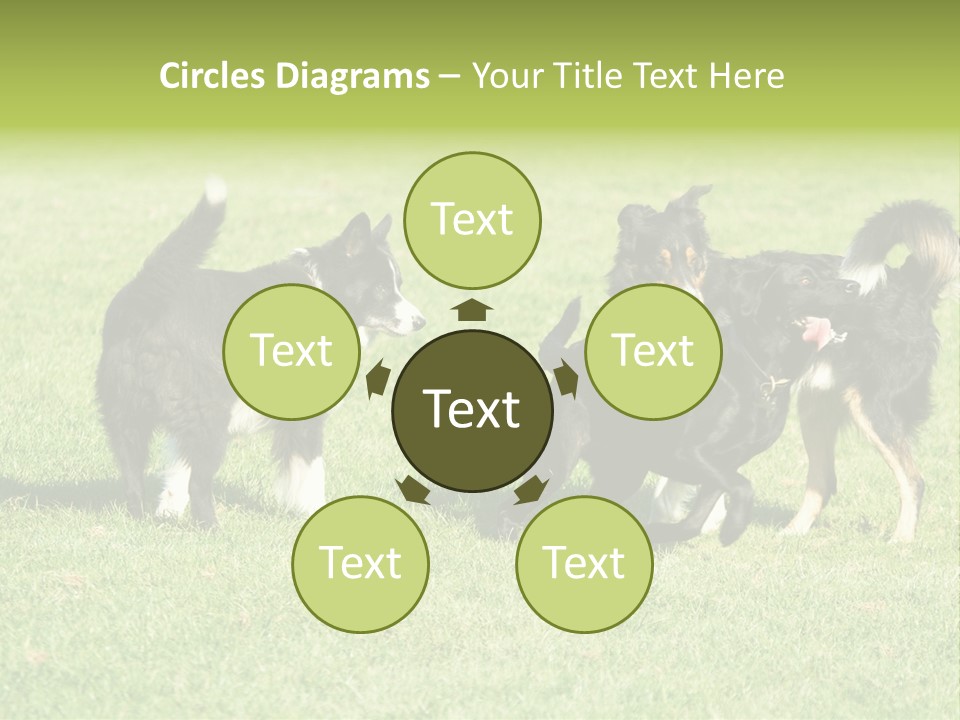 Three Black Dogs Having Fun On Grass PowerPoint Template