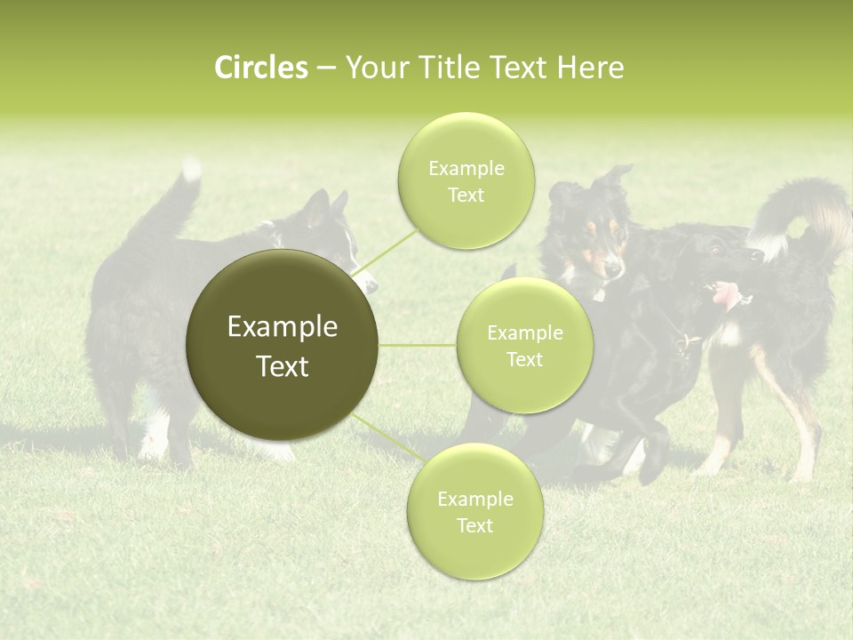 Three Black Dogs Having Fun On Grass PowerPoint Template