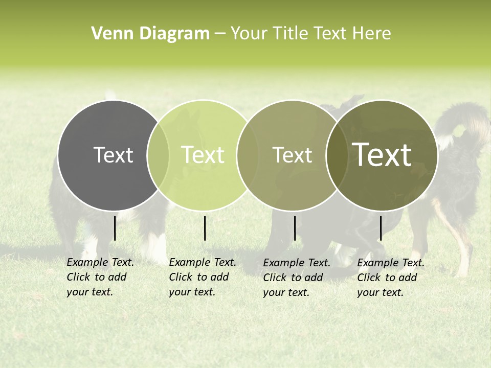 Three Black Dogs Having Fun On Grass PowerPoint Template