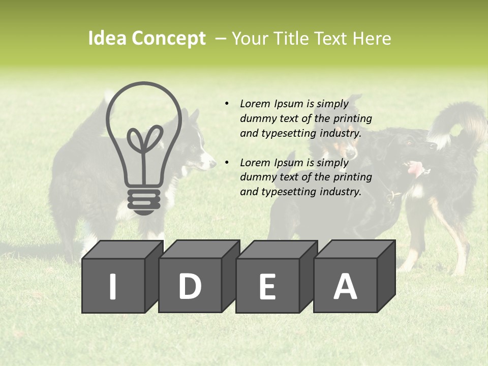Three Black Dogs Having Fun On Grass PowerPoint Template