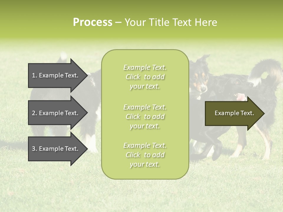 Three Black Dogs Having Fun On Grass PowerPoint Template