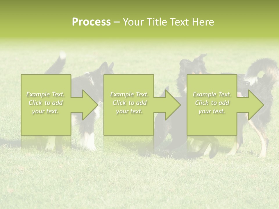 Three Black Dogs Having Fun On Grass PowerPoint Template