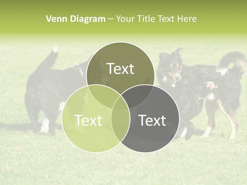 Three Black Dogs Having Fun On Grass PowerPoint Template