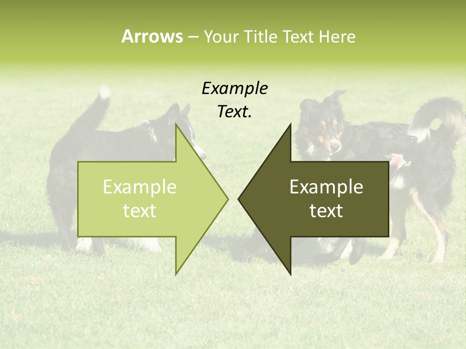 Three Black Dogs Having Fun On Grass PowerPoint Template
