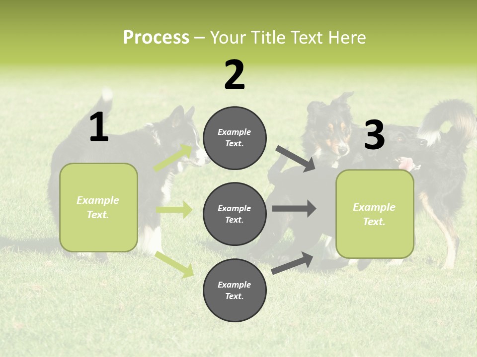 Three Black Dogs Having Fun On Grass PowerPoint Template