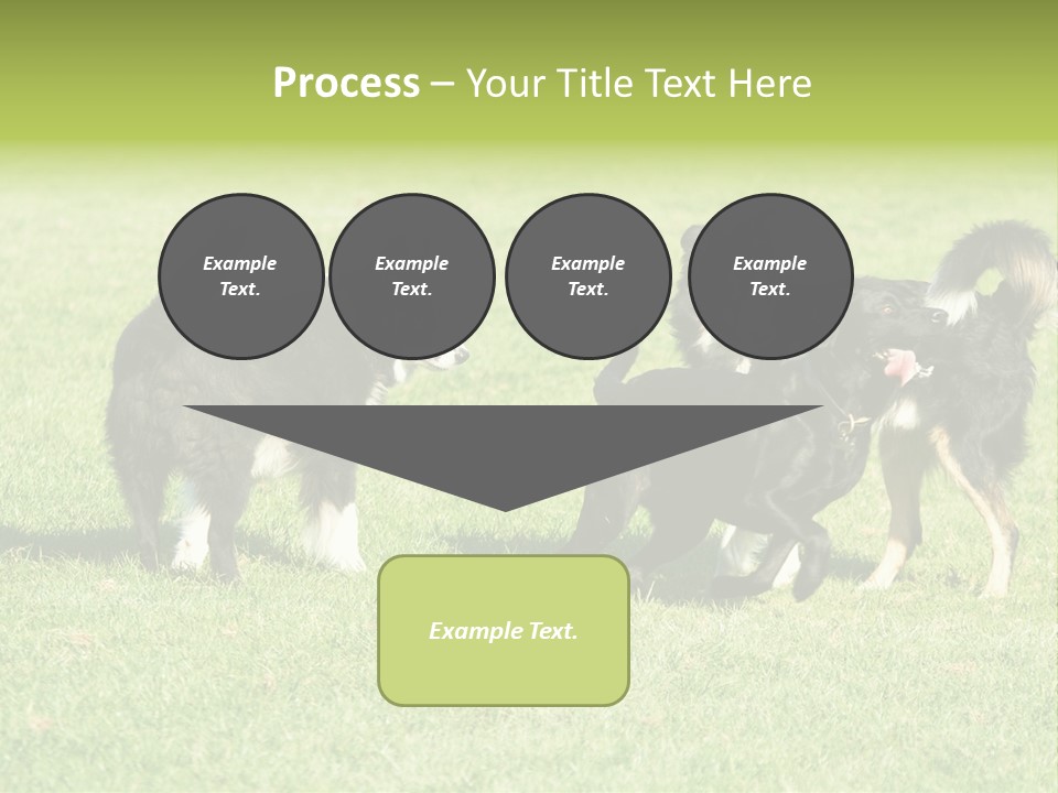 Three Black Dogs Having Fun On Grass PowerPoint Template