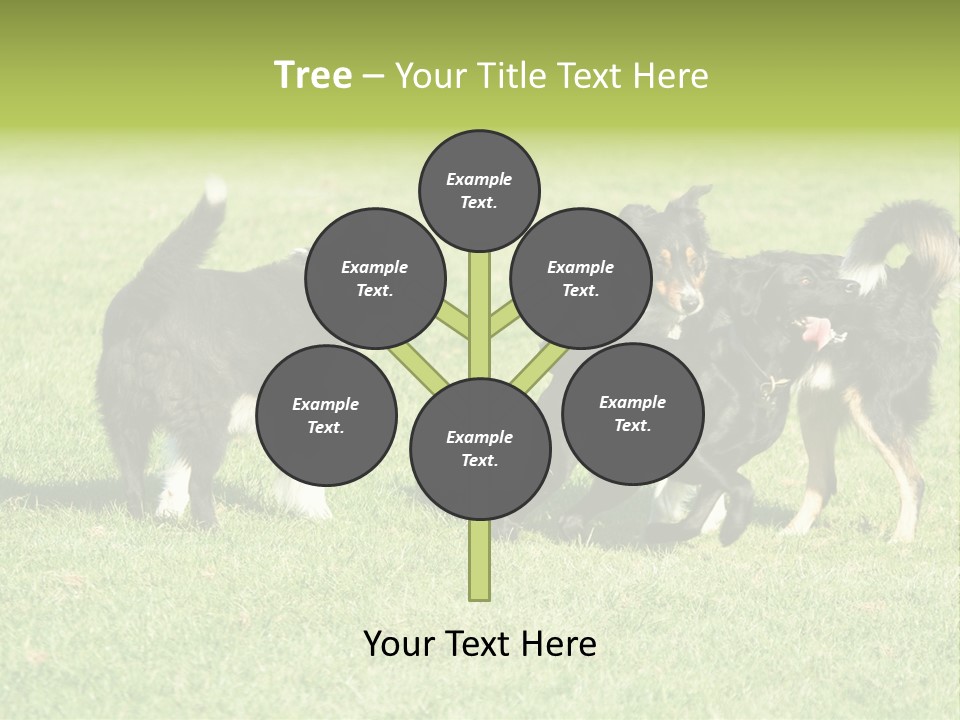 Three Black Dogs Having Fun On Grass PowerPoint Template