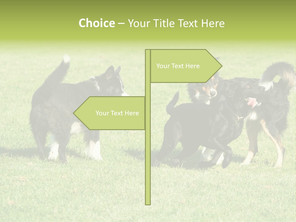 Three Black Dogs Having Fun On Grass PowerPoint Template