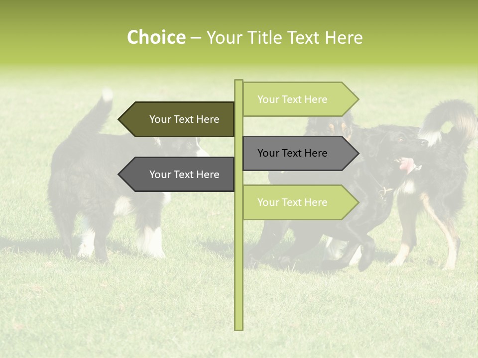 Three Black Dogs Having Fun On Grass PowerPoint Template